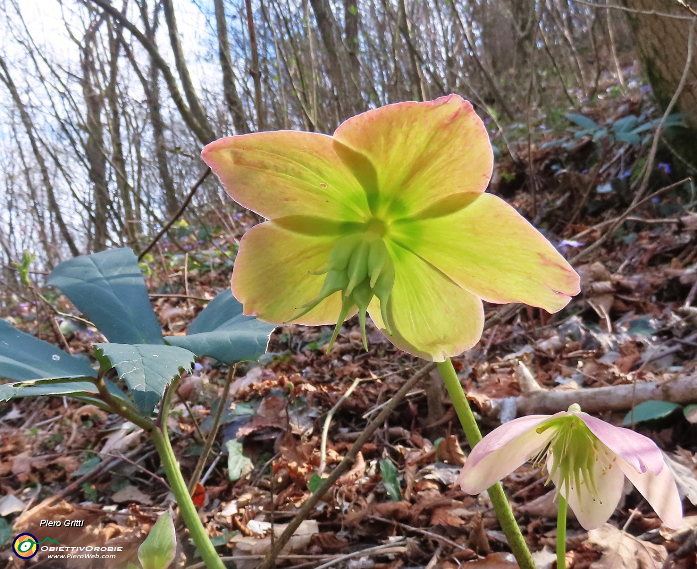 13 Sul sent. 506C per Ca' Boffelli Helleborus niger (Ellebori) in fruttescenza.JPG